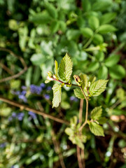 close up of a branch of a tree
