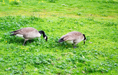 country geese on the grass