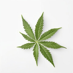 cannabis leaf on a white background, top view, super realistic photo