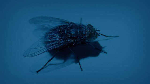 Fly Lands And Flies Off Surface In The Dark
