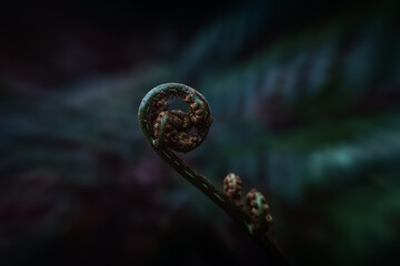 A young, curled fern frond in the foreground contrasts with a blurred, mature leaves in the background, creating a moody, forest ambiance with dark, shadowy colors.