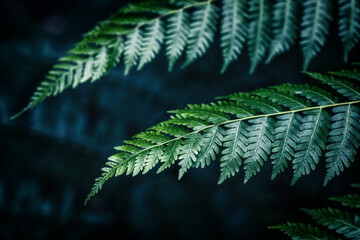 A dark, forest mood prevails in this image, with two fern leaves in focus against a blurred,...