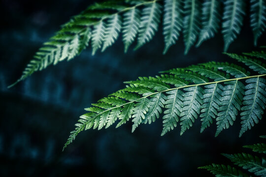 A dark, forest mood prevails in this image, with two fern leaves in focus against a blurred, shadowy background, evoking the mystery and depth of the woods.