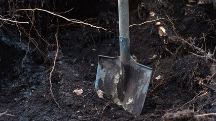 Bayonet shovel in peat soil , peat bog in forest is good source of fertilizer for garden.
