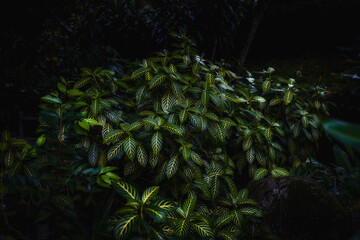 Aphelandra shrub, known as the Zebra Plant, stands out with its striking yellow-green leaves. The dark and moody ambience highlights the foliage patterns that make this plant a captivating subject.