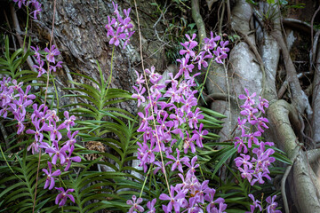 Arachnis orchids show their purple flowers against the backdrop of a tropical ficus tree trunk....