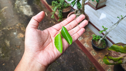 two lime leaves in hand.