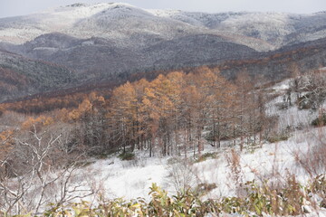 初冬の降雪で雪化粧した山の斜面