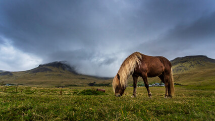horses in the meadow Iceland, Icelandic horse