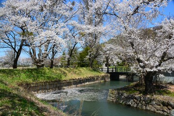 龍岡城　五稜郭　満開の桜と星形の水堀
