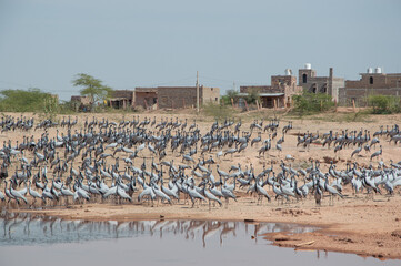 fotografie dell India nel territorio del Rajastan