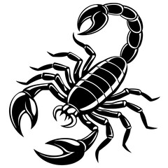 scorpion illustration