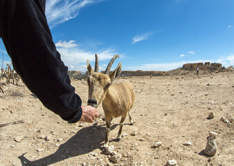 roe deer in the desert being fed an apple