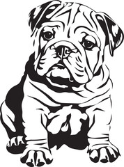 english bulldog puppy