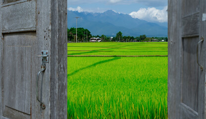 Scenery pictures of rice fields and nature. for making background