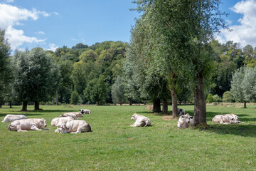 Dikbil vleeskoeien liggen rustig te herkauwen in het weiland in Zuid- Limburg