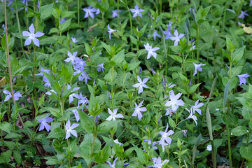 Blue Vinca periwinkle in flower.