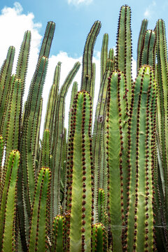 In de botanische tuin staat een verzameling Cactee&euml;n met rode stoppels genaamd Euphorbia