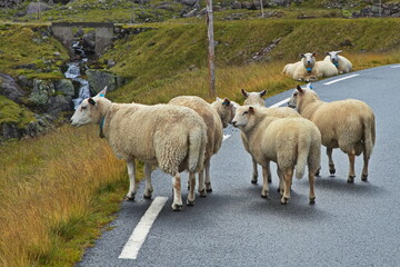 Sheep at the road on scenic route Ryfylke, Norway, Europe
