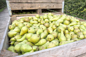 Rijpe conference peren worden tijdens de oogst verzameld in fruitkisten of kuubskisten.