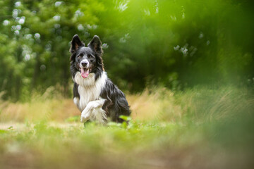 Border collie dog potrait in nature