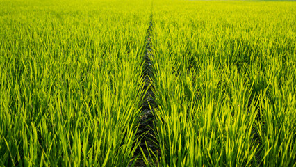 Beautiful sunset over a Green rice paddy field