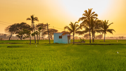 farm house surrounded by green rice paddy field