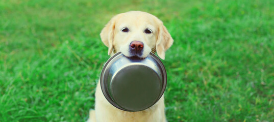 Golden Retriever dog holds empty bowl in teeth asking for food in summer park
