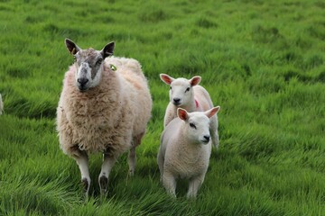 Soft white wool coats cover a flock of gentle sheep, grazing peacefully in the green meadow.
