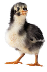Austerlorp chick with its chin up