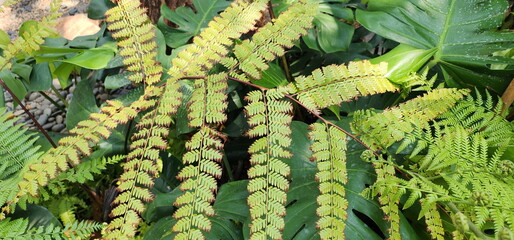 The edges of the leaves of the Golden Moss or Chain Fern tree have traces of being burnt brown by...