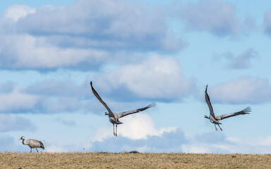 Migrating Common Cranes at Lake Hornborga during spring in Sweden. The lake attracts around 20.000 cranes daily during its peak in late March-early April. - 781346420