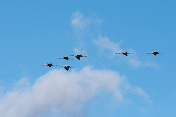 Migrating Common Cranes at Lake Hornborga during spring in Sweden. The lake attracts around 20.000 cranes daily during its peak in late March-early April. - 781346434