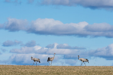 Naklejka premium Migrating Common Cranes at Lake Hornborga during spring in Sweden. The lake attracts around 20.000 cranes daily during its peak in late March-early April.