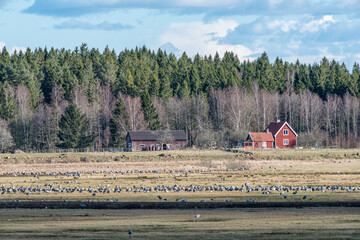 Migrating Common Cranes at Lake Hornborga during spring in Sweden. The lake attracts around 20.000 cranes daily during its peak in late March-early April.