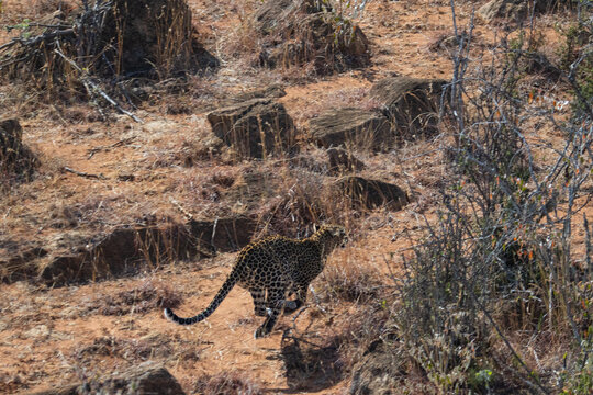 leopard in kenya