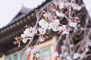 벚꽃