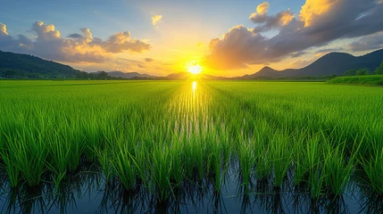 Zelfklevend Fotobehang Golden Sunrise Over a Vast Paddy Rice Fields Greet the morning sun on a golden landscape © S-Rika