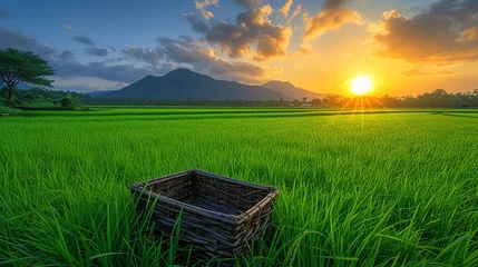 Gordijnen Golden Sunrise Over a Vast Paddy Rice Fields Greet the morning sun on a golden landscape © S-Rika