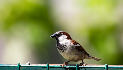 Sparrow bird on fence