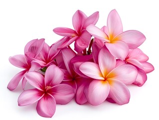 Group of Pink Frangipani isolated on White