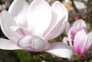 Kwitnąca różowa magnolia. Zbliżenie różowych kwiatów magnolii. Delikatne kwiaty magnolii.