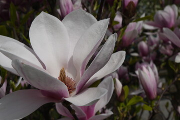Kwitnąca różowa magnolia. Zbliżenie różowych kwiatów magnolii. Delikatne kwiaty magnolii.