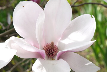 Kwitnąca różowa magnolia. Zbliżenie różowych kwiatów magnolii. Delikatne kwiaty magnolii. - obrazy, fototapety, plakaty