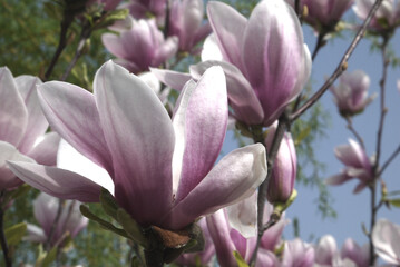 Kwitnąca różowa magnolia. Zbliżenie różowych kwiatów magnolii. Delikatne kwiaty magnolii. - obrazy, fototapety, plakaty