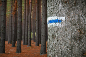Blue and white trail sign on tree in forest showing right way to go, Navigation aid: Mark on a tree signals the forest route.