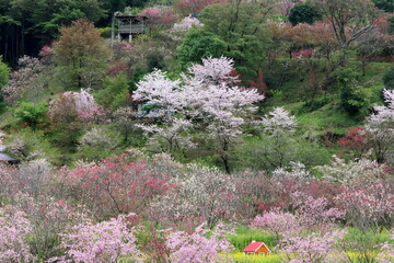 西川花公園　咲き誇る桜　（高知県　香南市）