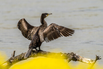 Cormorant perched on a branch at the water's edge to dry its feathers