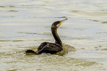 Cormorant fishing on a lake in France