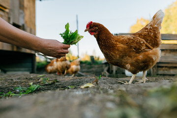 A large red hen close-up pecks grass from the hands of a farmer. Eco-friendly lifestyle with free-range chicken feeding.